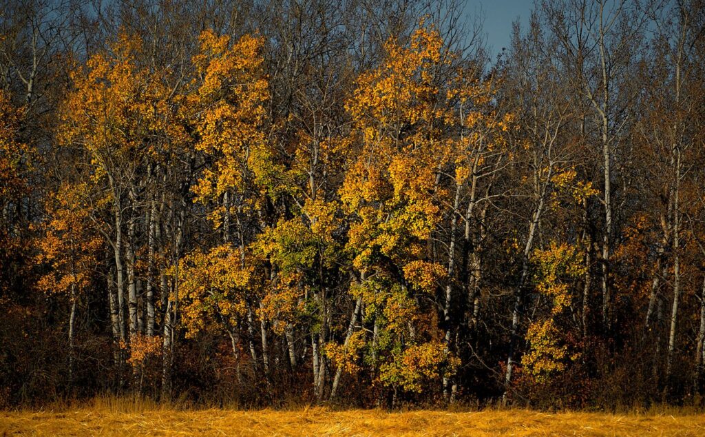 Golden aspens in an autumn woodlot with a grassy edge