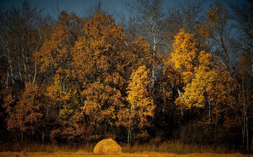 Yellow and orange aspens with a round bale in the grass at the forest edge