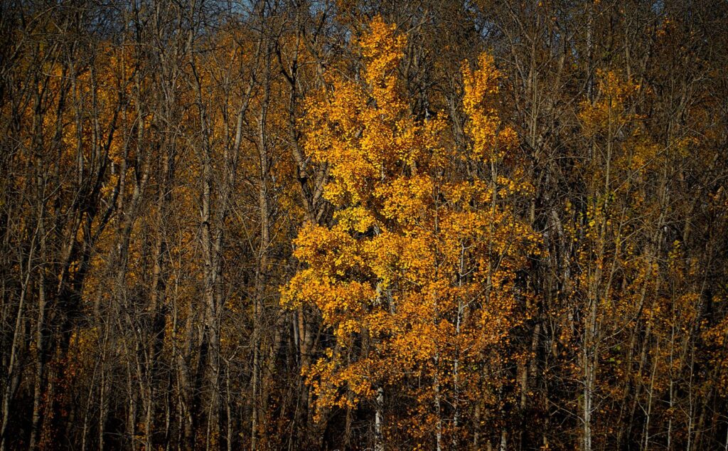 A single golden tree glowing among bare trunks