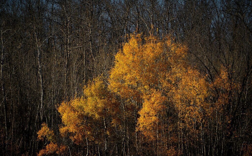 Orange foliage lit up against dark woods