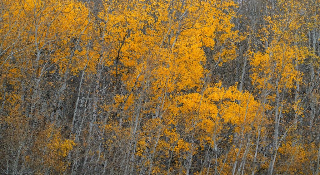 Close view of golden aspen leaves against grey trunks