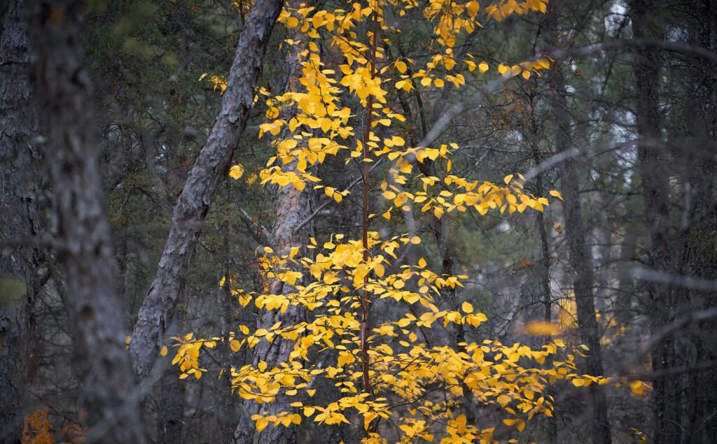 Bright yellow leaves on a branch in dark evergreen woods