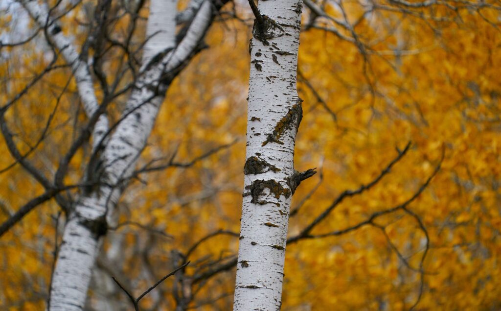 Two birch trunks against a blur of golden leaves