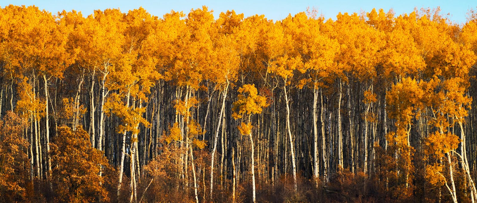 Row of aspen trunks under an orange canopy against blue sky