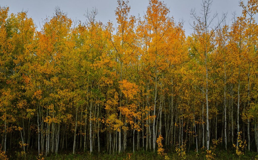 Aspen grove turning from green to gold