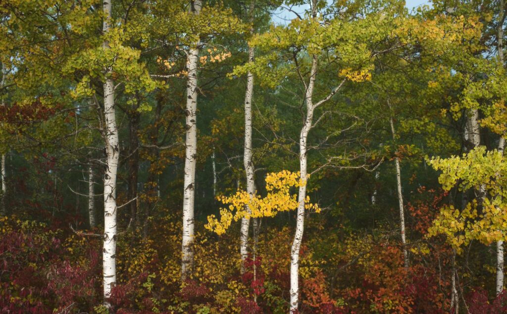 White aspen trunks among green and yellow leaves with red undergrowth