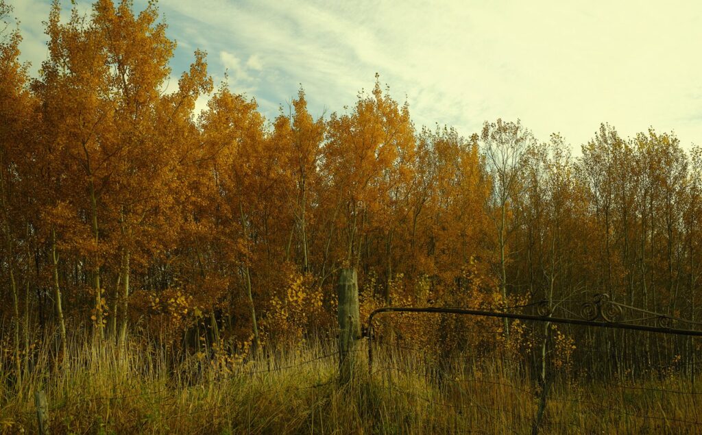 Orange aspens along a fence line under a pale sky