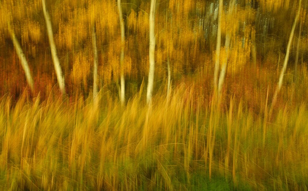 Motion-blurred aspen trunks and golden grass