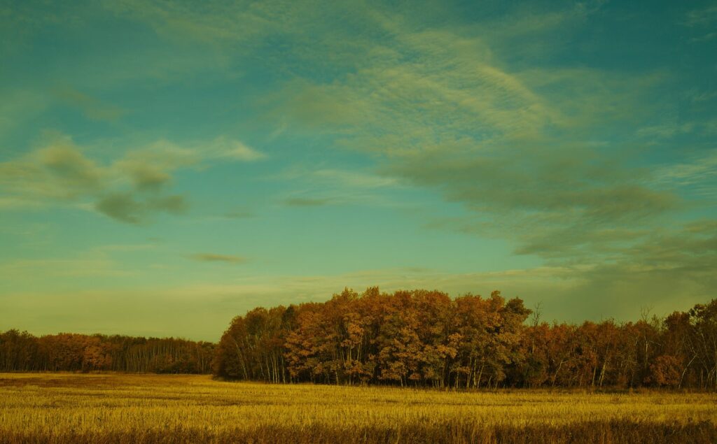 Autumn trees in an orange bluff beyond a golden field under a teal sky