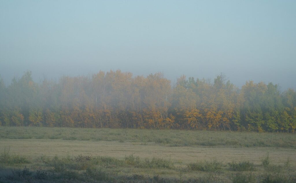 Autumn trees in morning mist beyond a field