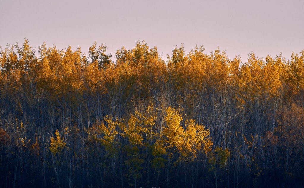 Aspens glowing gold in evening light above a deep blue understory