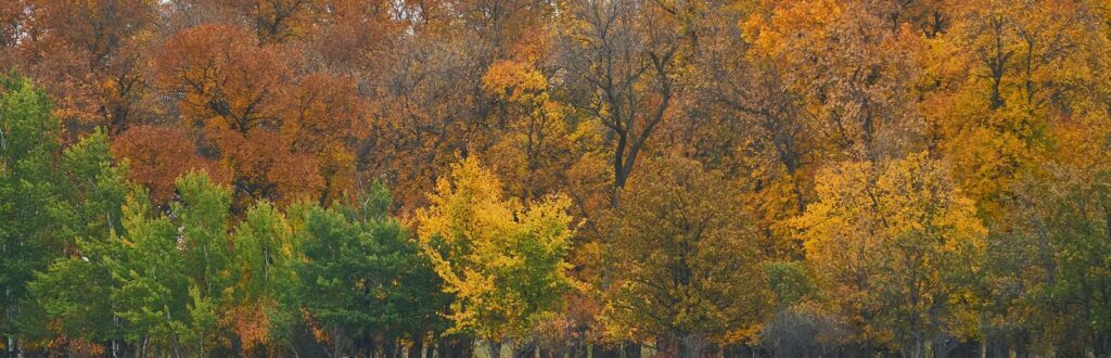 Autumn trees mixing green, yellow, and orange foliage