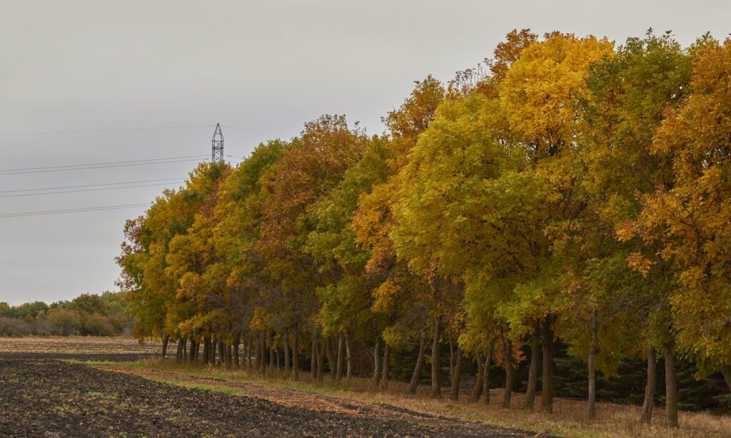 Row of yellow poplars beside a ploughed field