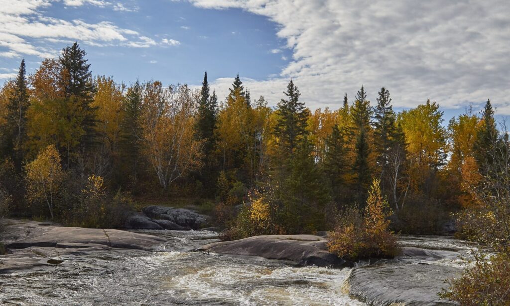 Rocky rapids surrounded by autumn spruce and aspen