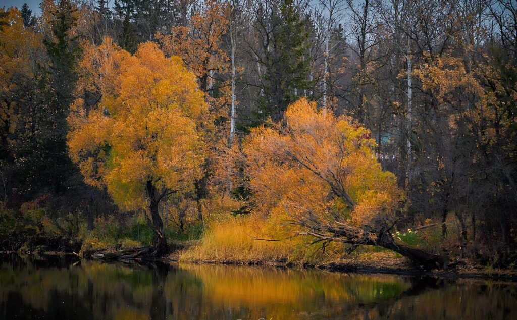Orange willows leaning over a river with a reflection