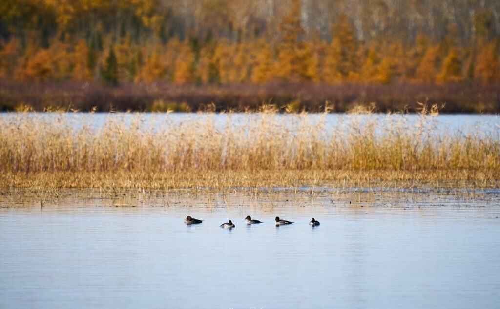 Ducks on calm water in front of reeds and a gold treeline