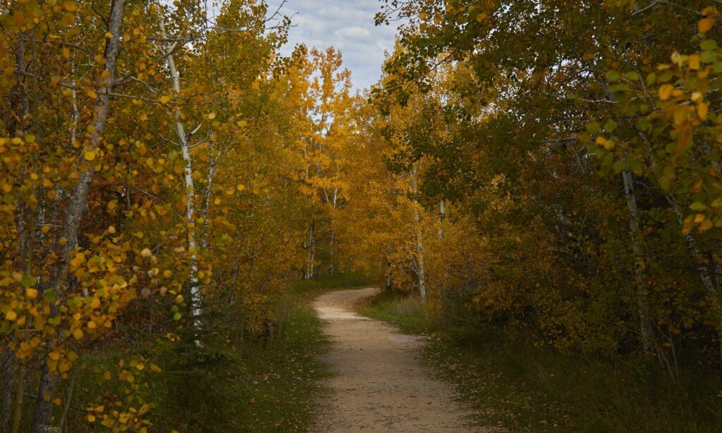 Dirt path through birch and aspen in autumn