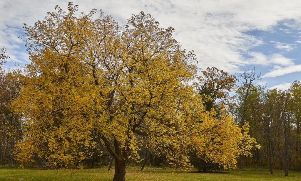 Large oak with yellow autumn leaves in a park