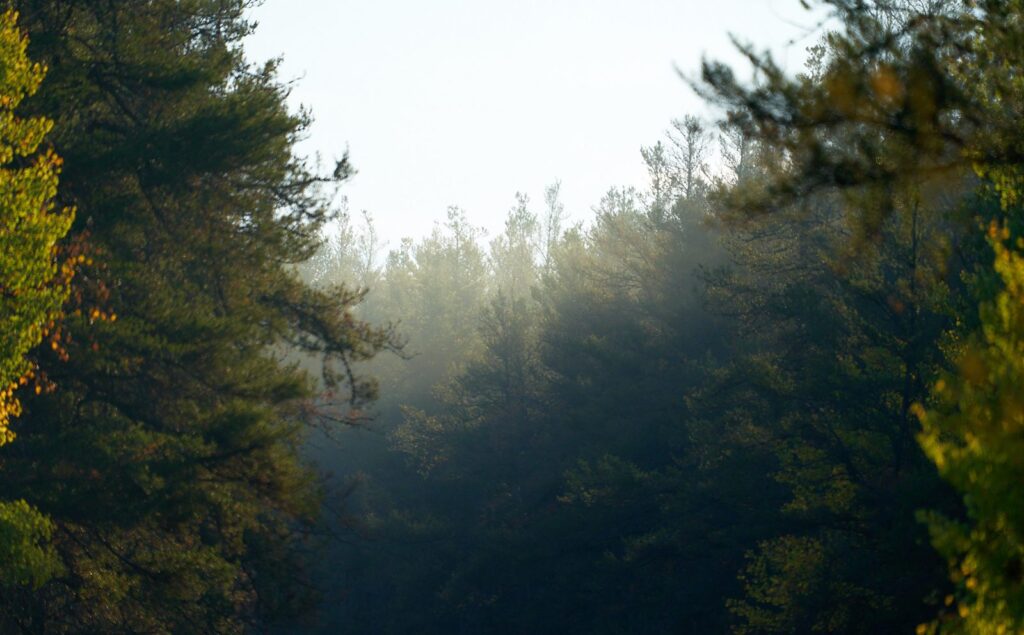 Sunlight through mist in a fall forest