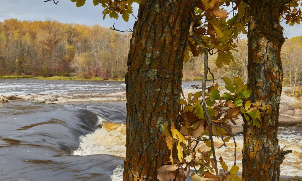 Oak trunks in the foreground of a river rapid with fall foliage