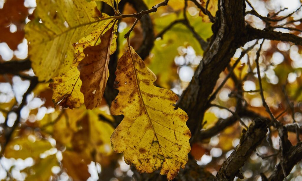 Yellow oak leaves against branches and sky