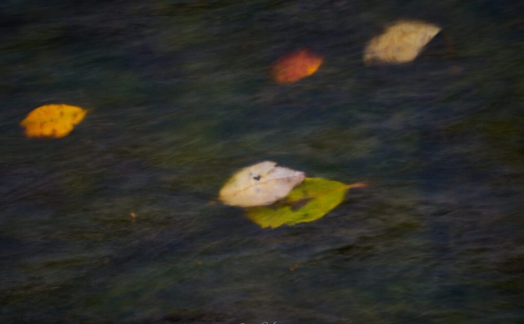 Fallen leaves floating on dark water