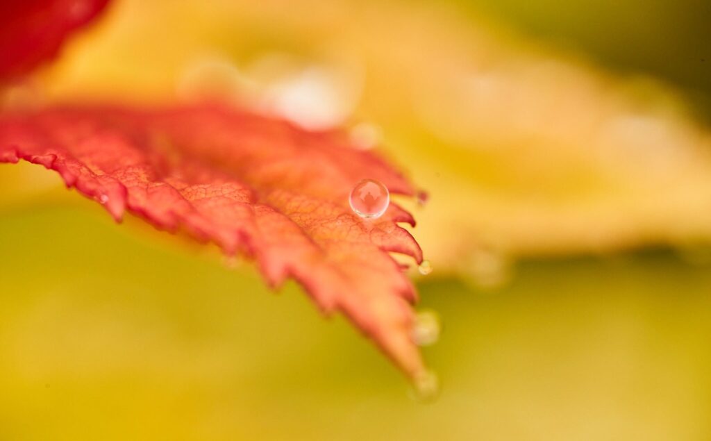 Red leaf in soft focus against yellow