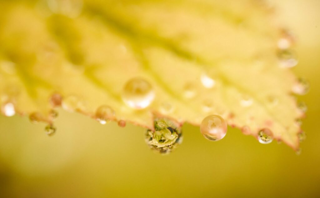 Water droplets on a yellow autumn leaf
