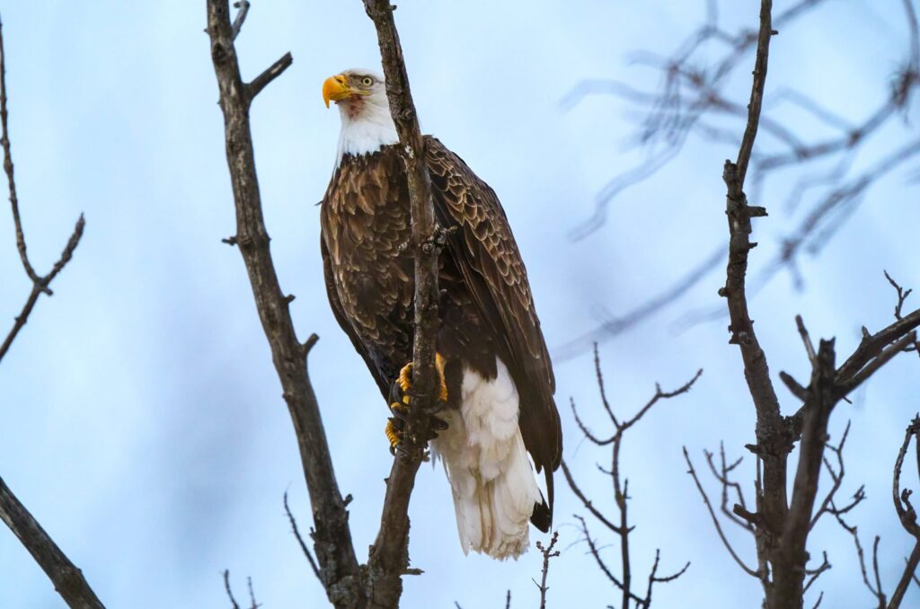 Adult bald eagle perched high in a bare tree against a pale sky