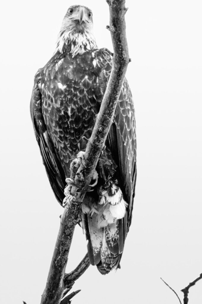 Black and white portrait of an immature bald eagle perched on a branch, facing the camera