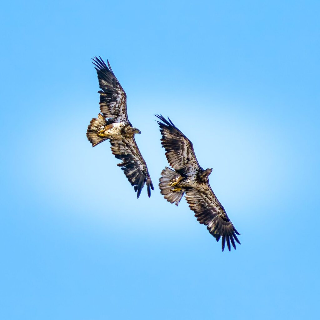 Two immature bald eagles circling in a bright blue sky