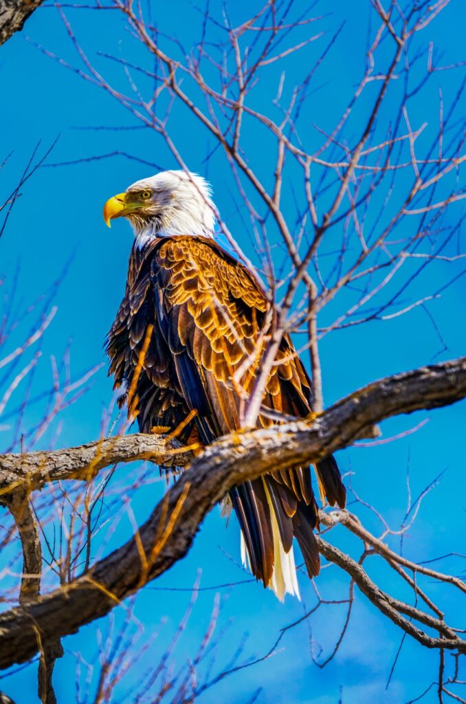 Adult bald eagle perched on a branch in a bare tree against blue sky