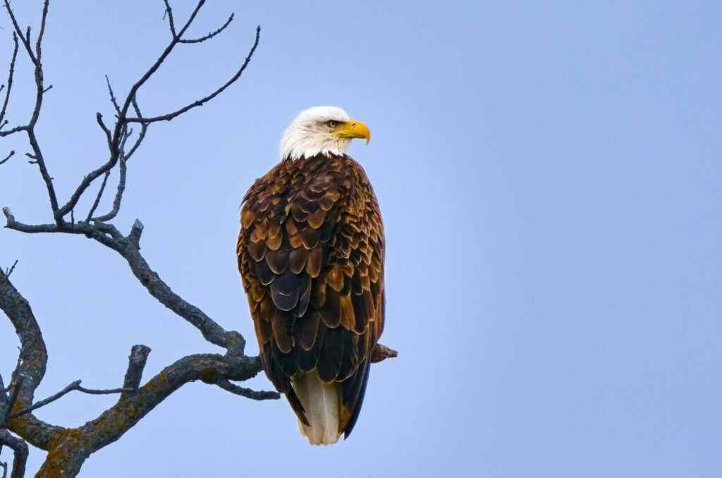 Adult bald eagle perched on a bare branch against a soft blue sky