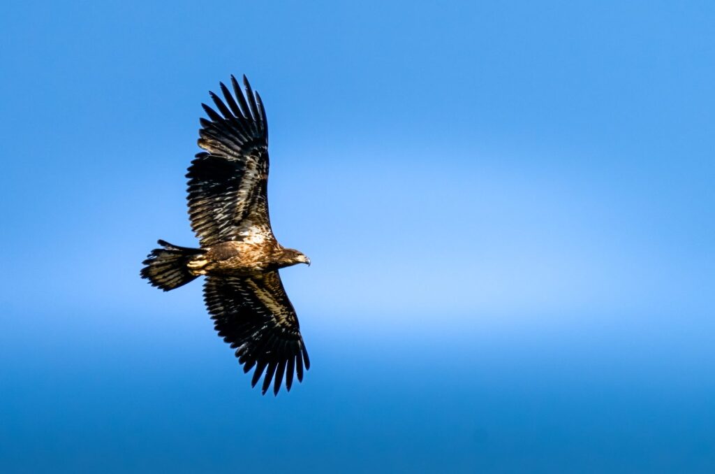Immature bald eagle soaring with wings spread against a blue sky
