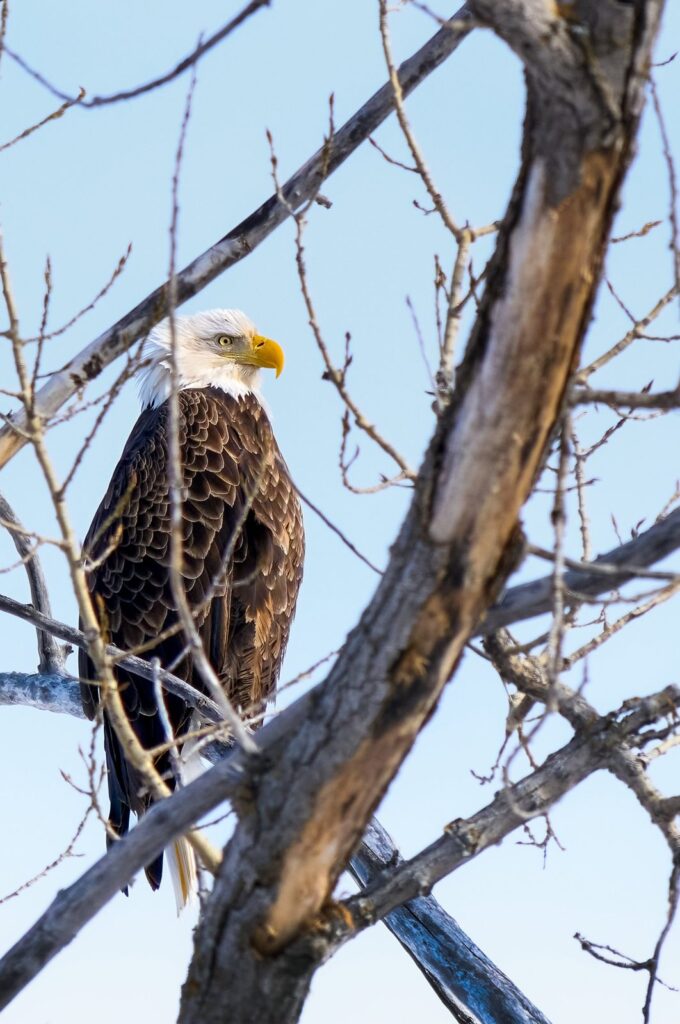 Adult bald eagle perched among bare branches