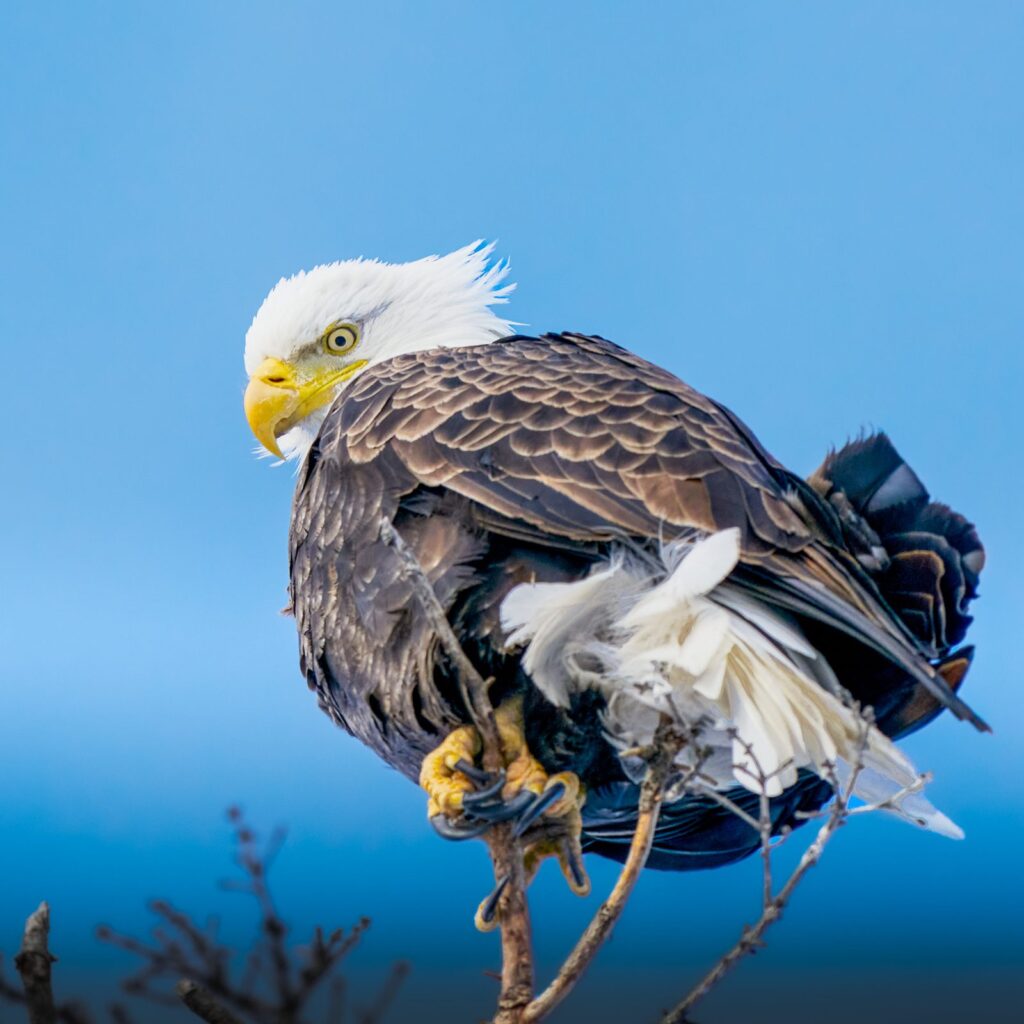 Adult bald eagle perched on a twig with its feathers ruffled against a blue sky