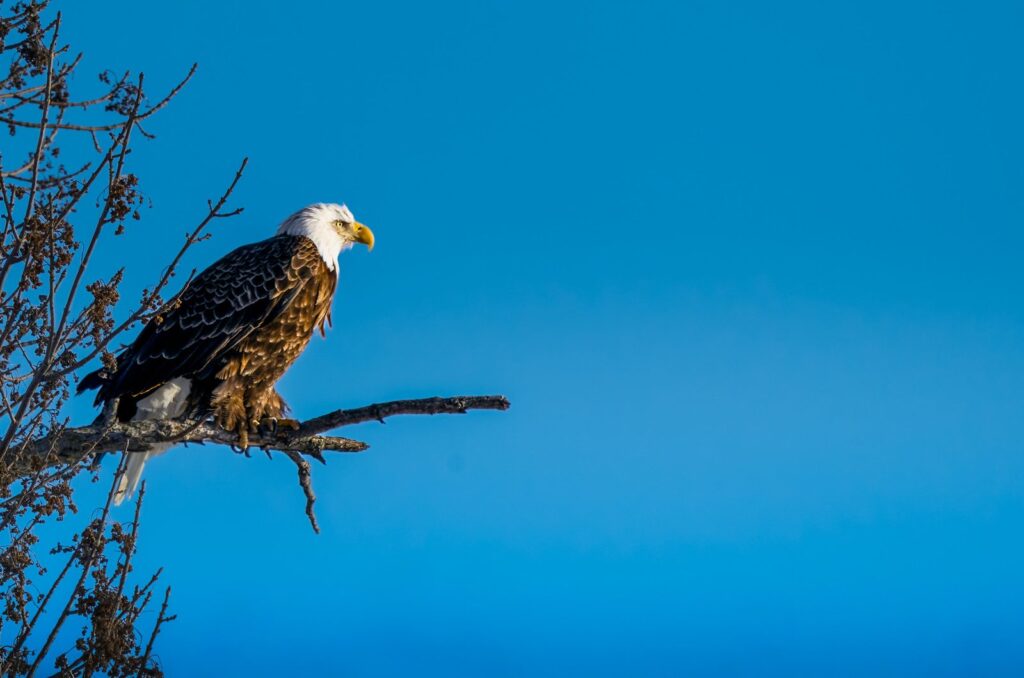 Adult bald eagle perched on a bare branch against deep blue sky