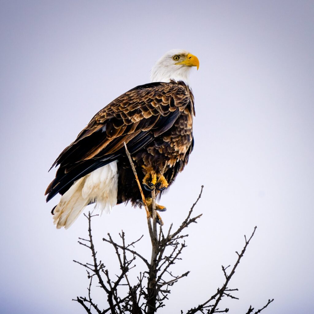 Adult bald eagle perched on the top of a bare tree against a lavender sky