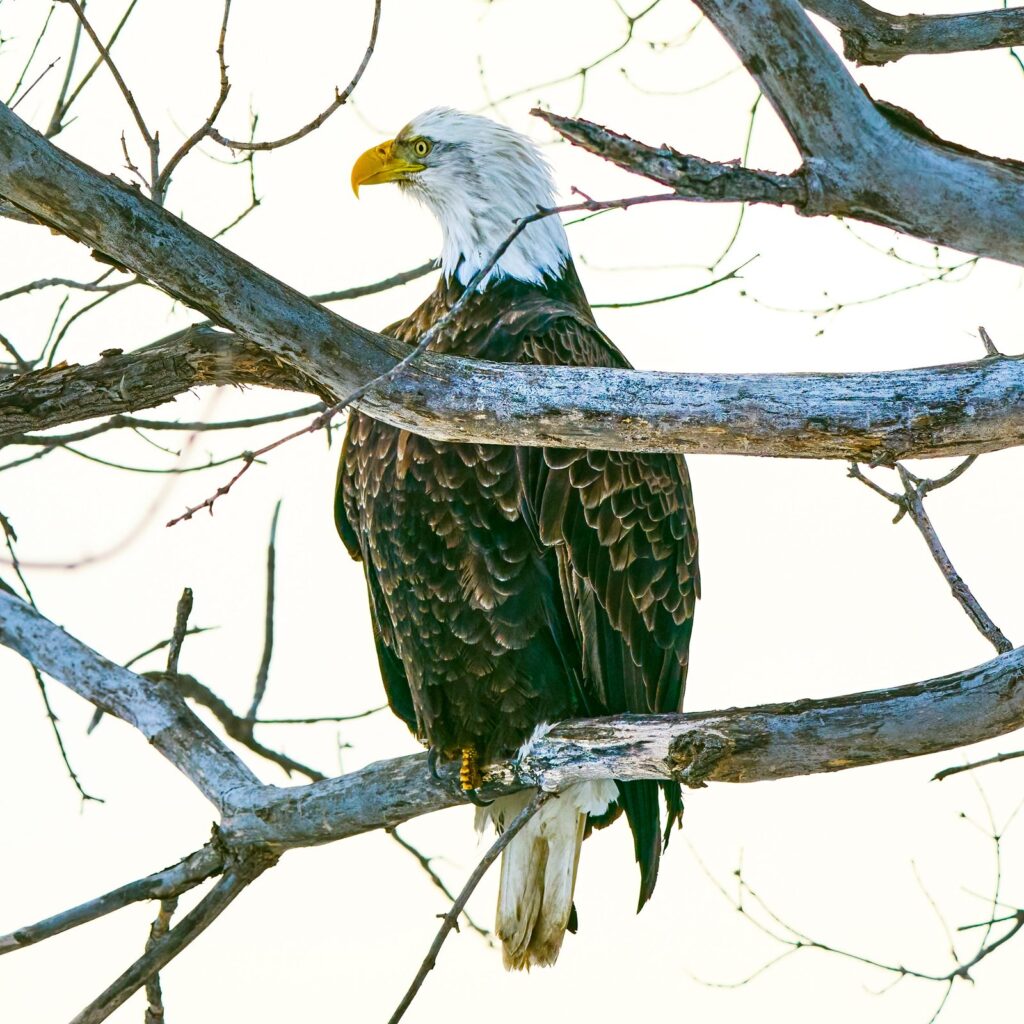 Adult bald eagle perched on frosty branches against a pale background