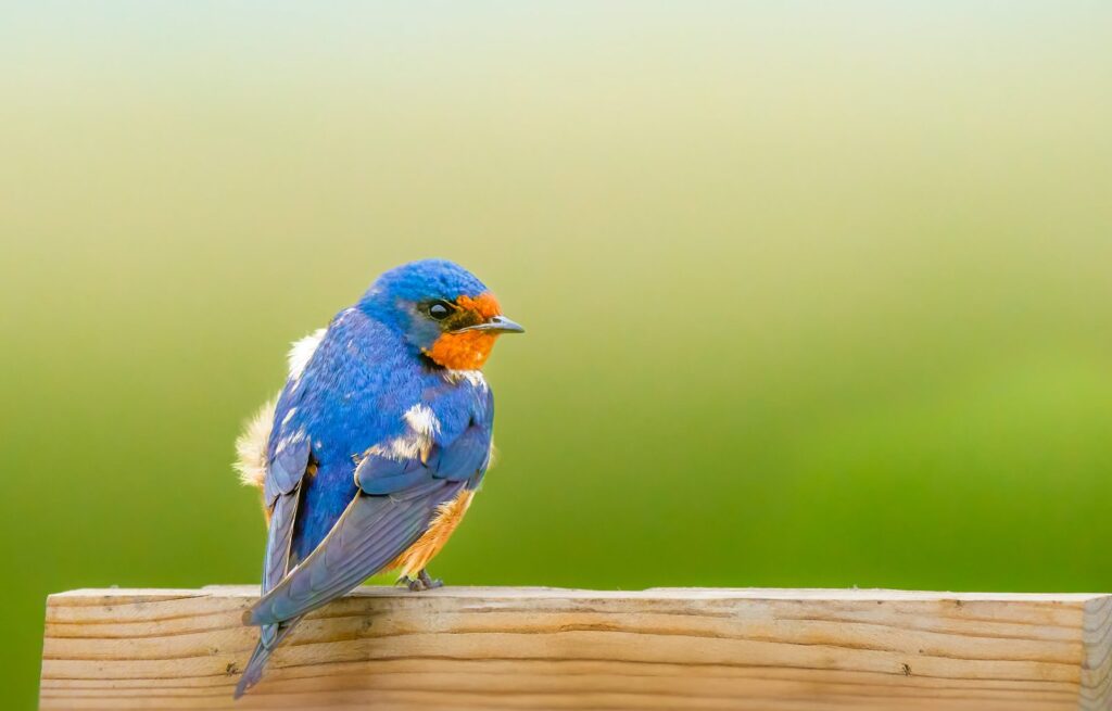 Barn swallow