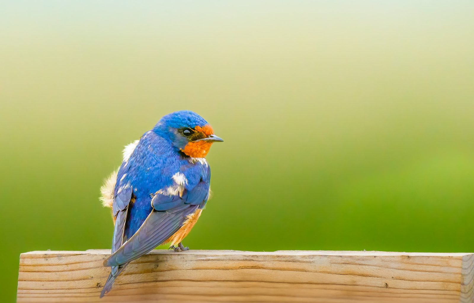 Barn swallow photographed in Manitoba