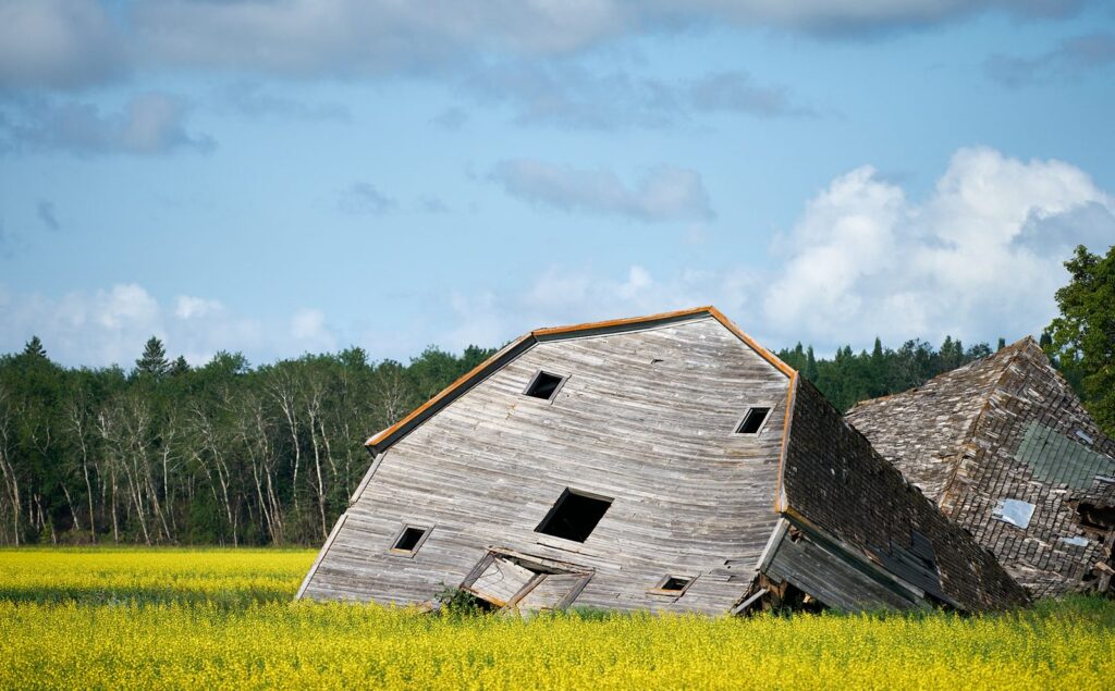 Tilted old barn in a blooming canola field with an aspen bluff behind