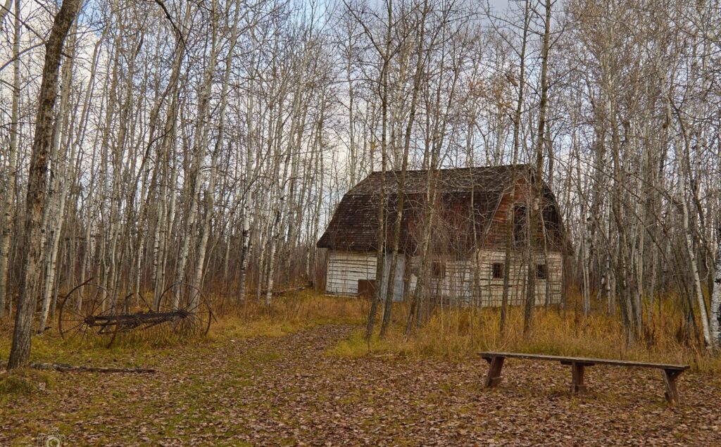 Gambrel-roofed barn in a bare aspen grove in fall