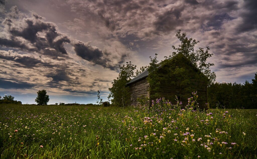 Old shed in a wildflower meadow under a stormy sky