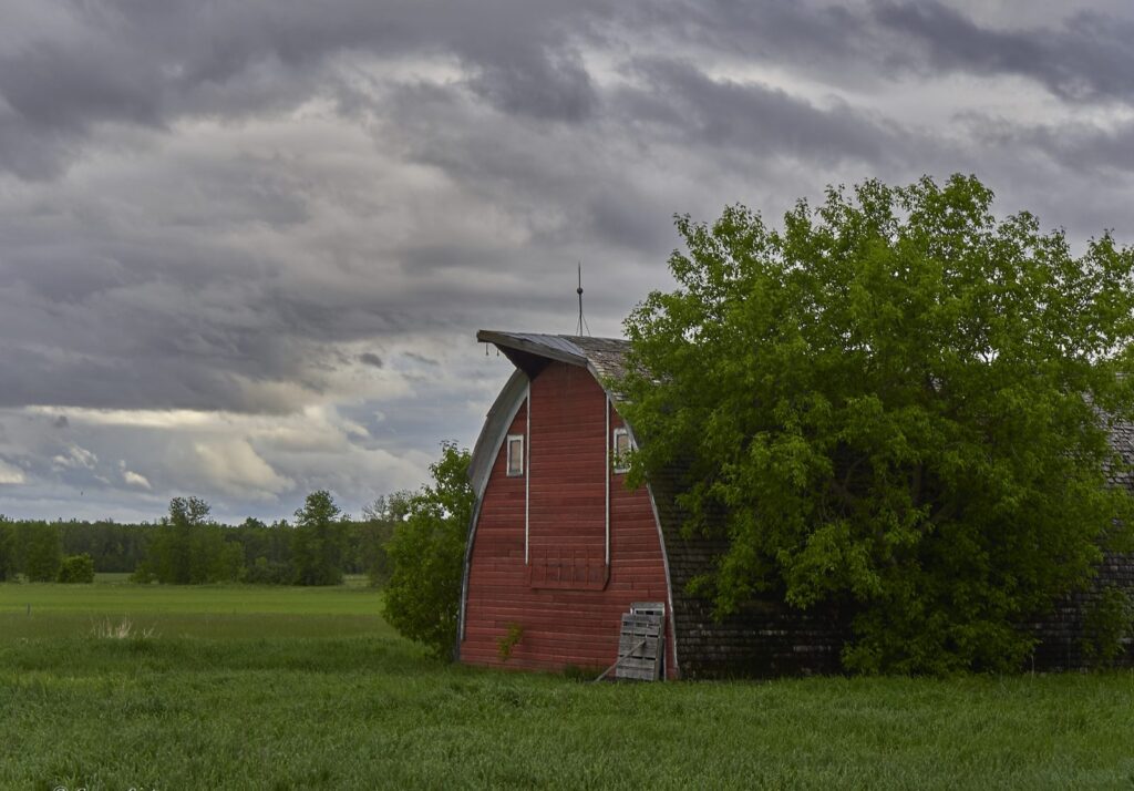 Red arched-roof barn beside a leafy tree in green pasture