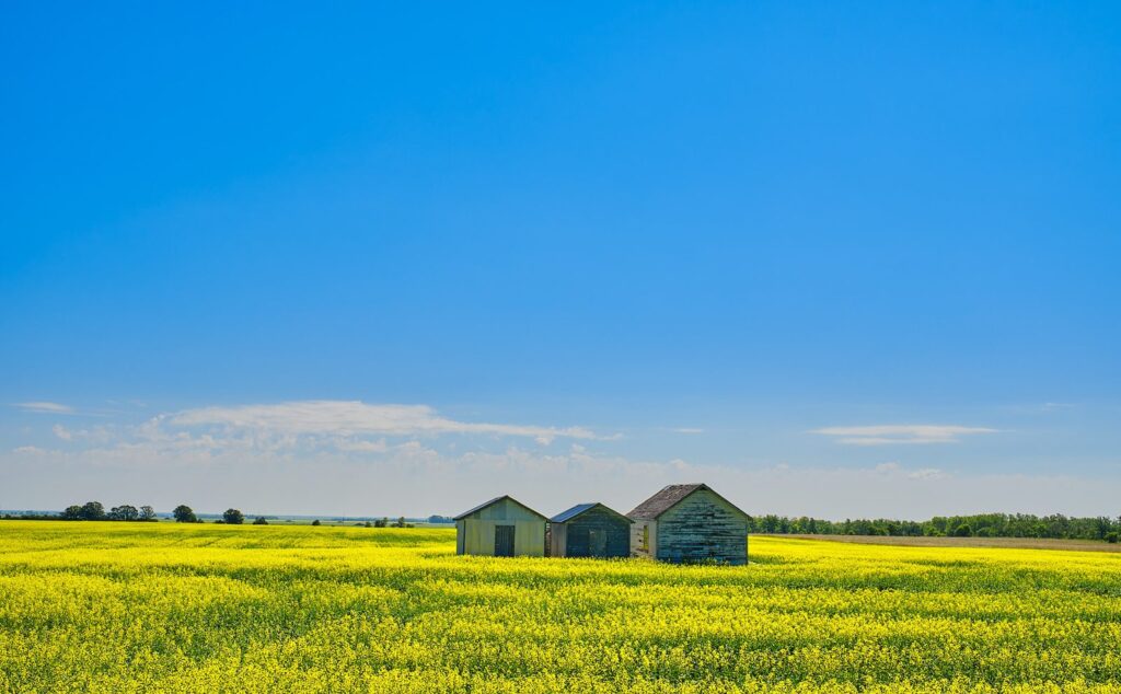 Three old granaries in a canola field under a blue sky