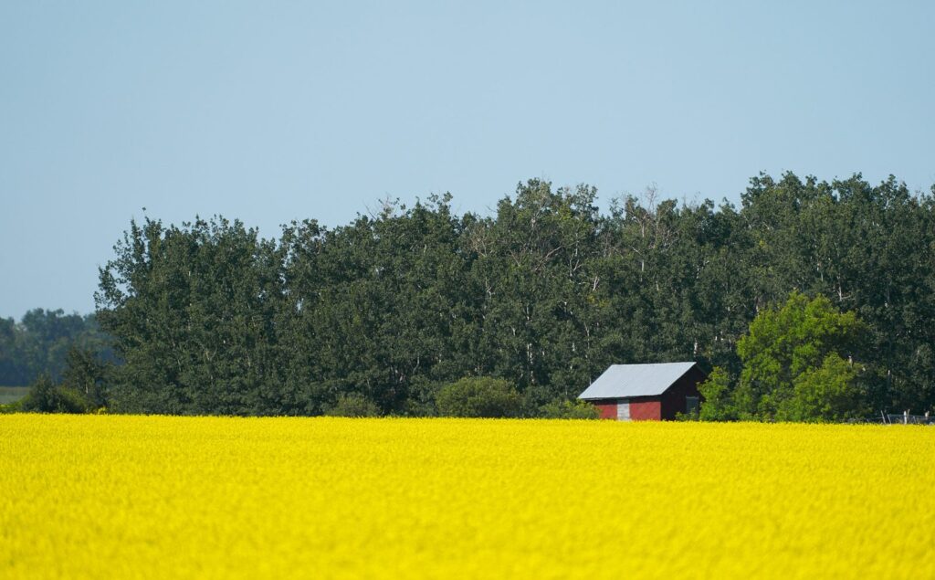 Small red shed at the edge of a canola field in front of trees