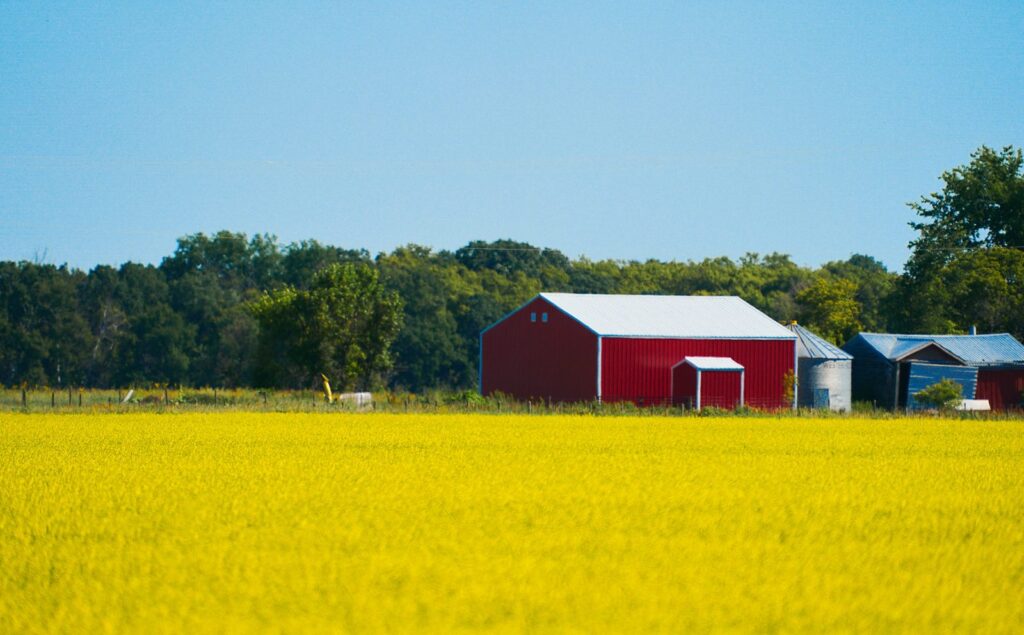 Red barn and outbuildings beyond a canola field