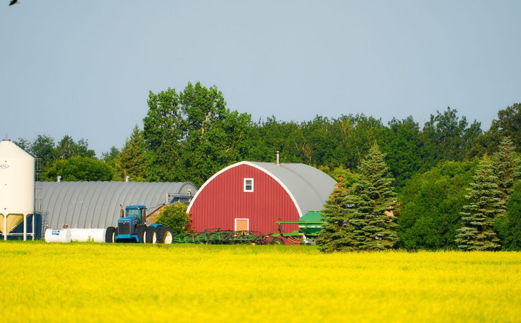 Red arched barn and silo beyond a canola field