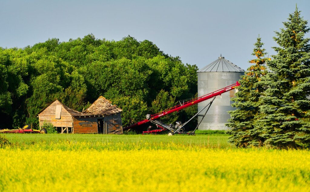 Old sheds, a grain auger, and a bin behind a canola field